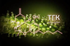 содержание тгк в конопле