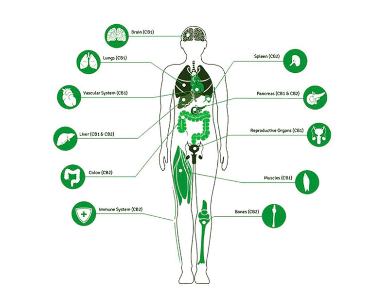 CBD рецепторы в теле человека