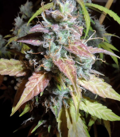 Auto Northern Light fem